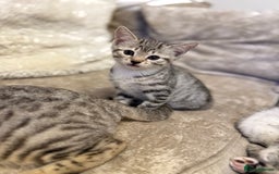 Bengal cats for sale: Stunning silver bengal cross - Image 2