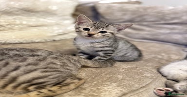 Bengal cats - Advert 4