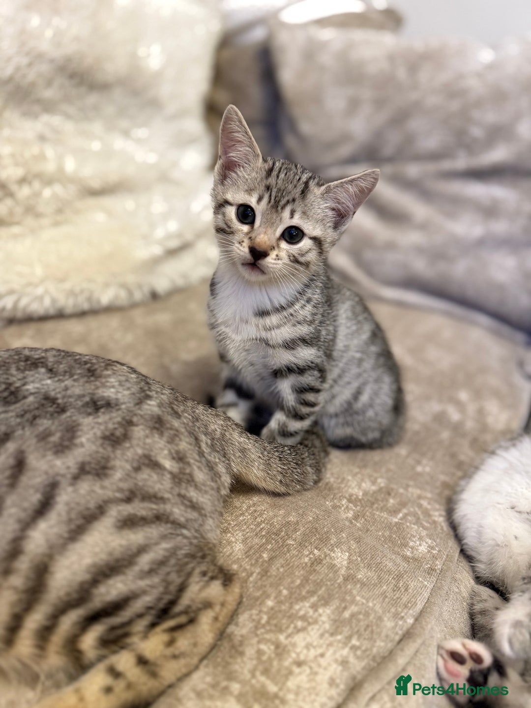 Bengal cats for sale: Stunning silver bengal cross - Image 2