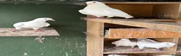 Pigeons birds for sale: French titan "Mirthys" pigeons  - Advert 2