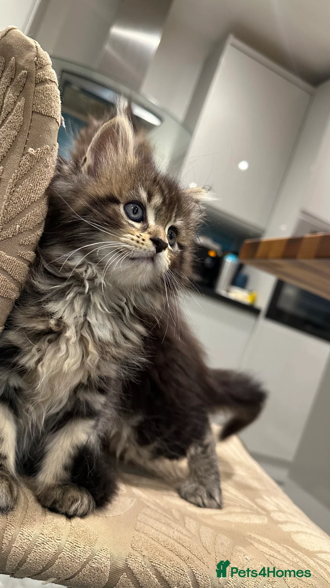 Maine Coon cats for sale: NEW YEARS EVE MAINE COON KITTENS - Advert 7