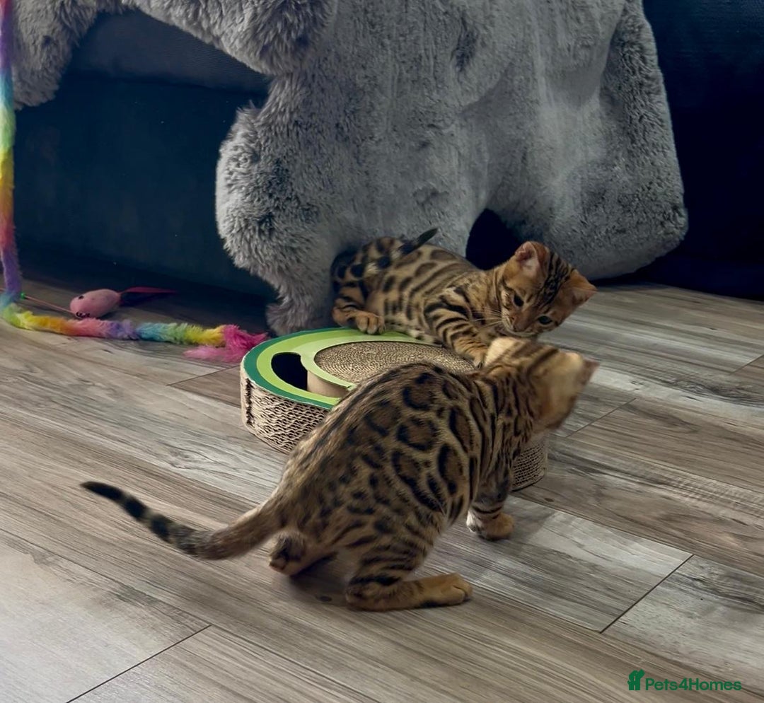 Bengal cats for sale: Stunning 5 Generations Pedigree kittens in London - Image 16