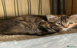 Mixed Breed cats for sale: Beautiful playful kittens  - Image 6