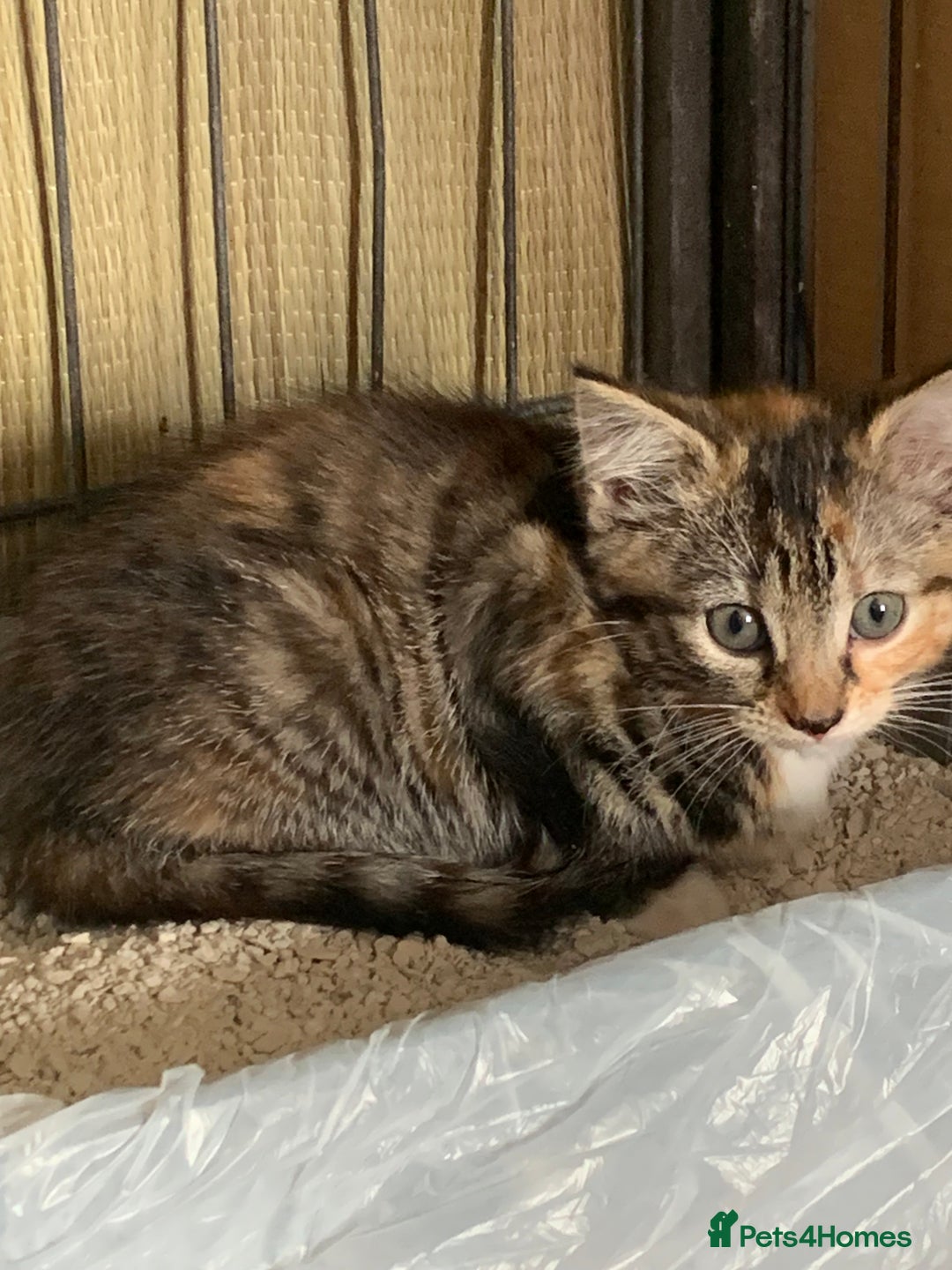 Mixed Breed cats for sale: Beautiful playful kittens  - Image 6