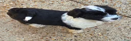 Tibetan Terrier dogs for sale: Tibetan Terrier puppies  - Advert 3