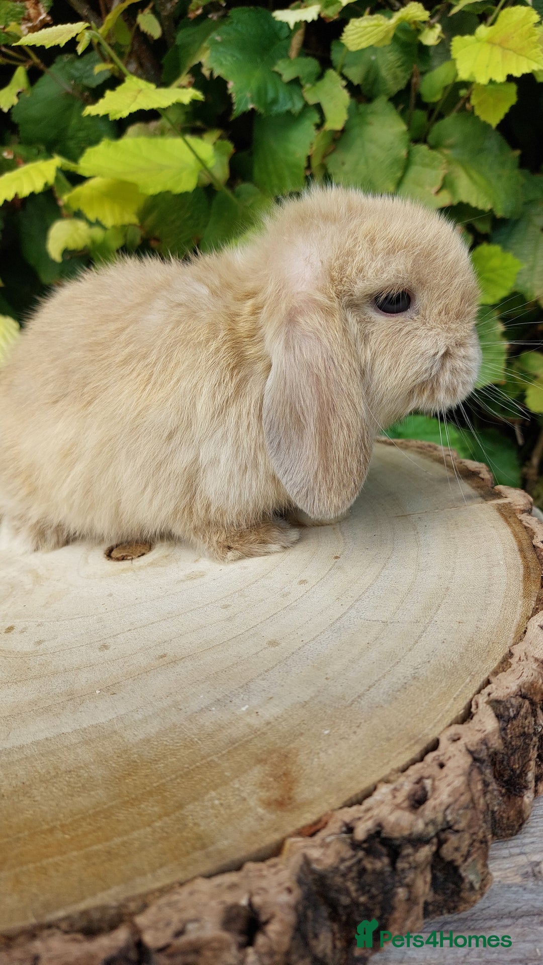 Mini Lop rabbits for sale: Pure bred mini lop baby rabbits ready now - Image 5