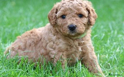 Cavapoo dogs for sale: Cavapoo  - Image 27