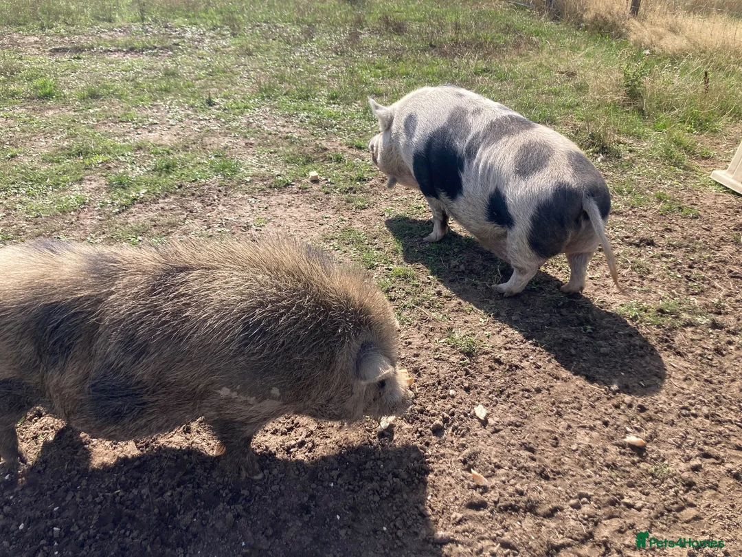 Pig livestock for sale: 6yr old pigs to be re-homed in Derby - Advert 1