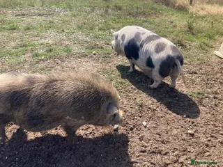 Pig livestock 6yr old pigs to be re-homed - Advert 18