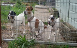 Jack Russell dogs for stud: proven small jackrussell boy for stud only  in Sheerness - Image 9