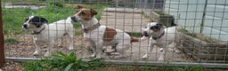 Jack Russell dogs for stud: proven small jackrussell boy for stud only  in Sheerness - Advert 9