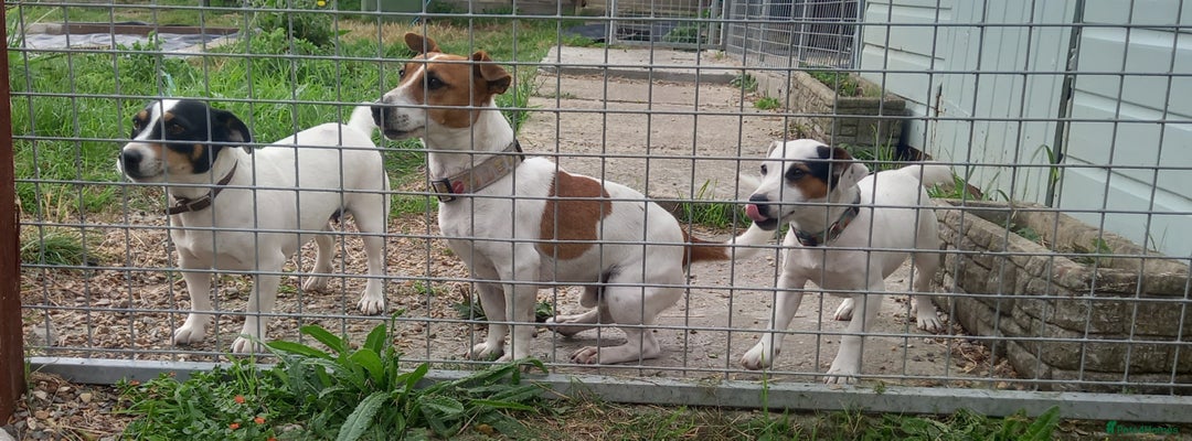 Jack Russell dogs for stud: proven small jackrussell boy for stud only  in Sheerness - Image 9