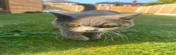 British Shorthair cats for stud: British shorthair STUD - Advert 3