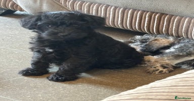 Mixed Breed dogs Schnoodle puppies  - Advert 13