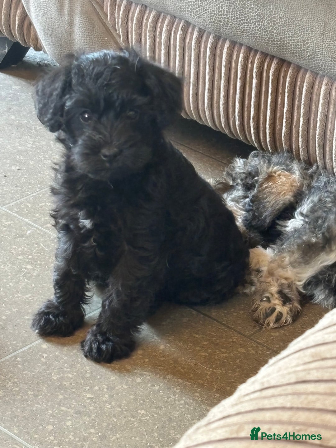 Mixed Breed dogs for sale: Schnoodle puppies  - Advert 3