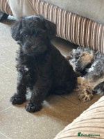 Mixed Breed dogs Schnoodle puppies - Advert 2