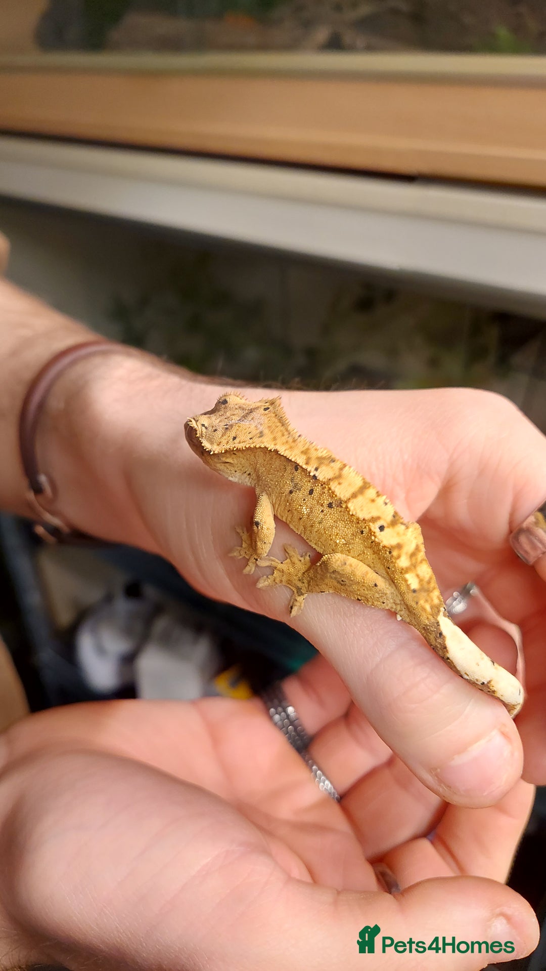 Gecko reptiles for sale: Crested geckos various ages mostly Dalmatians  - Advert 5