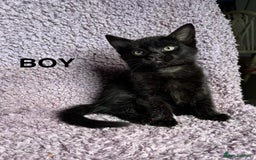 Mixed Breed cats for sale: 2 Black kittens  - Image 7