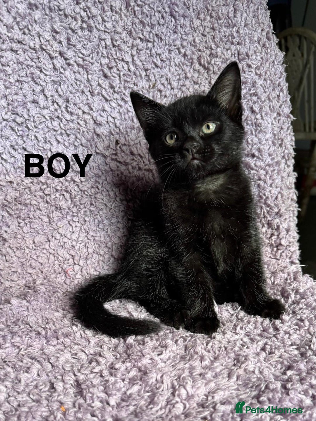 Mixed Breed cats for sale: 2 Black kittens  - Image 7