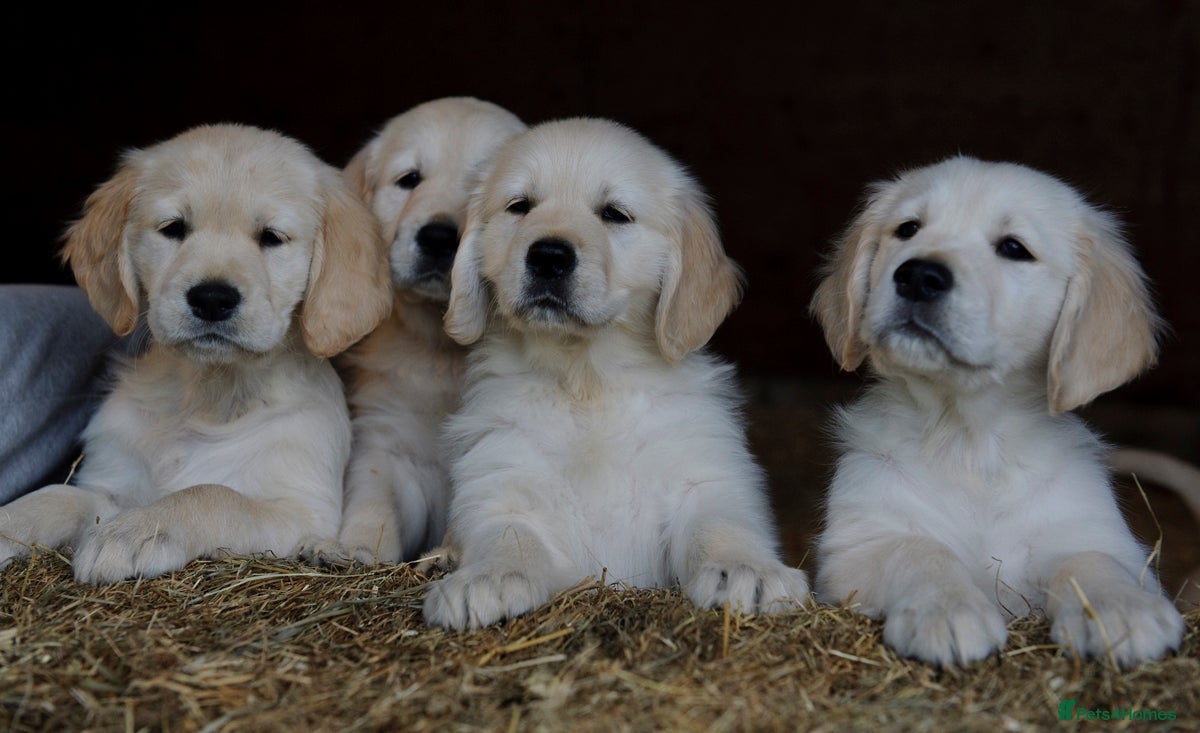 Golden Retriever dogs Golden Retriever Puppies - Advert 1