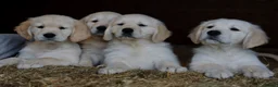 Golden Retriever dogs for sale: Golden Retriever Puppies - Advert 1