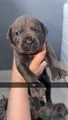 Cane Corso Puppy 8