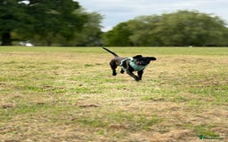 Mixed Breed dogs for sale: Lovely dog  - Image 6