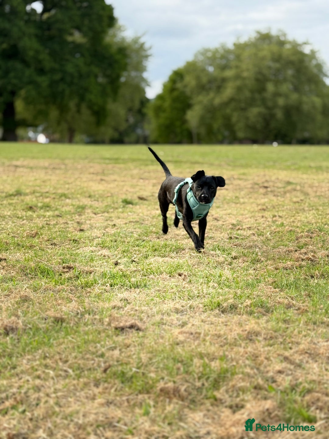 Mixed Breed dogs for sale: Lovely dog  - Image 6