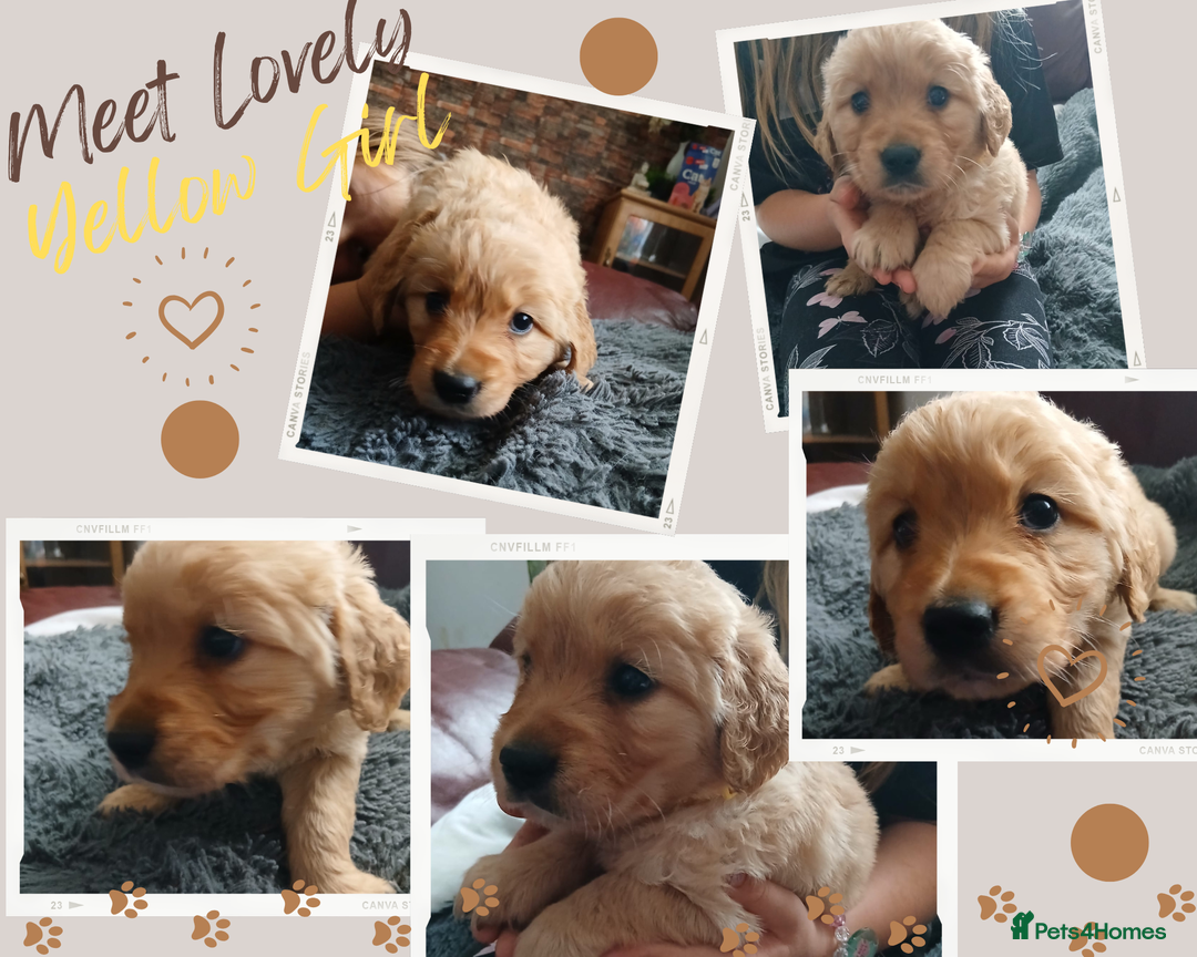 Golden Retriever dogs for sale: 🐾 Golden Retriever Puppies – Ready Soon! 🐾 - Image 9