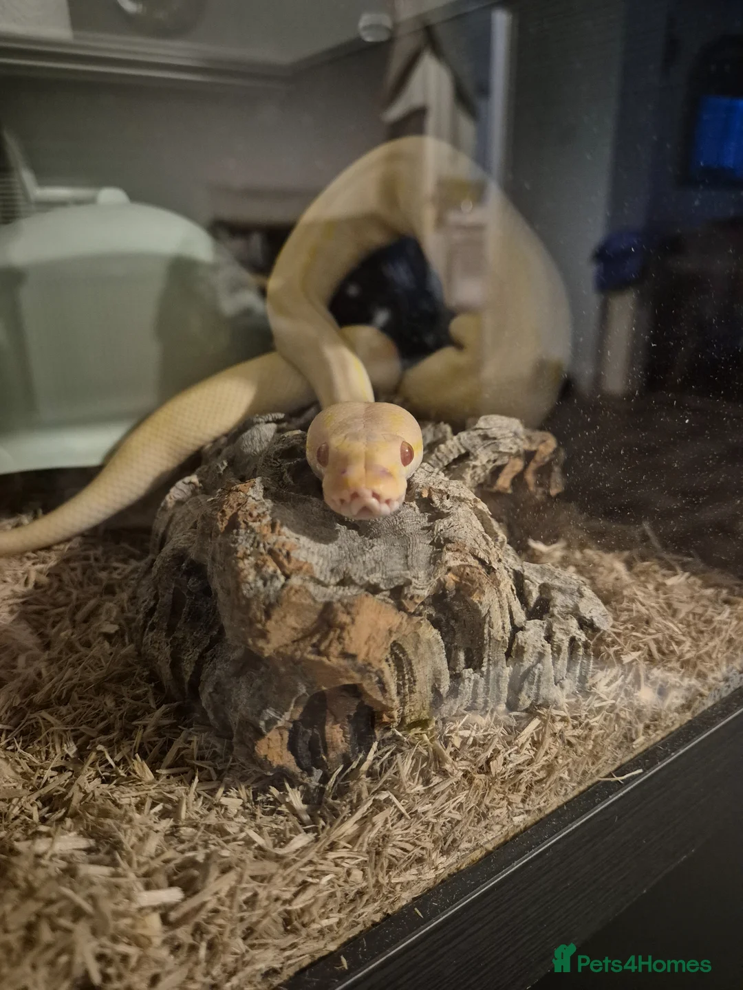 Python Snake reptiles for sale: Albino Pinstripe Royal Python - 3 yr old male in Redcar - Advert 3