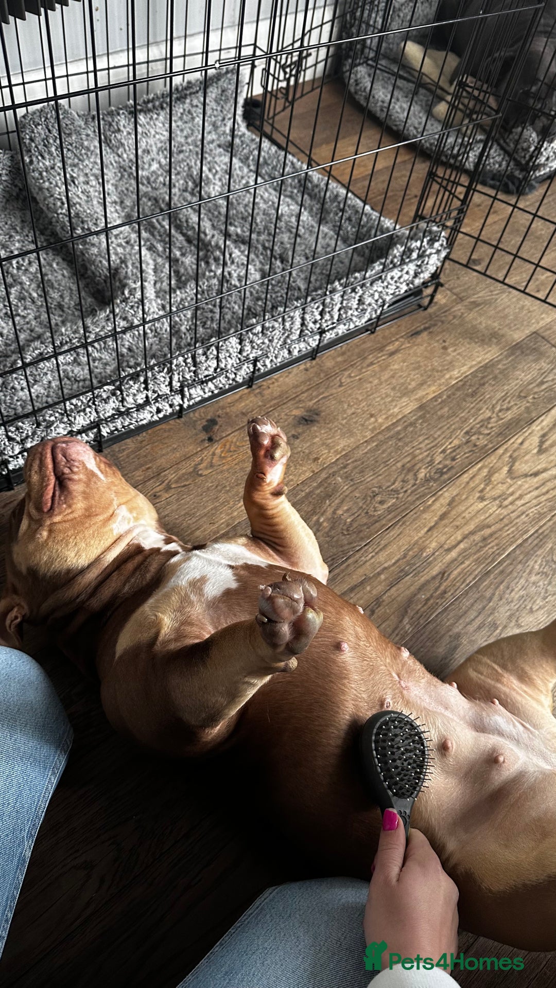 American Bully dogs for sale: American Bully Pocket Looking for a Loving Home - Advert 5