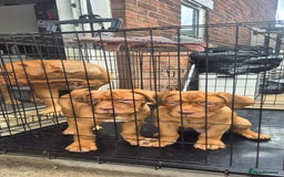 Dogue De Bordeaux dogs for sale: Dogue de bordeux  puppies  - Image 10