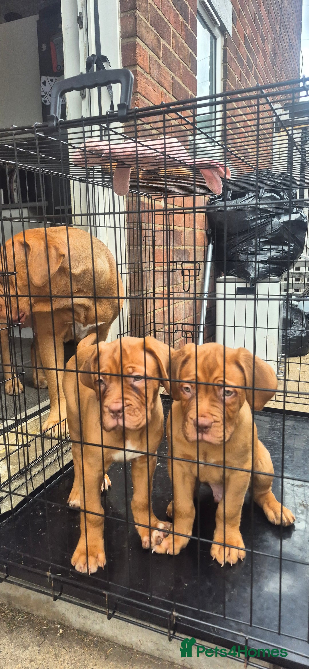 Dogue De Bordeaux dogs for sale: Dogue de bordeux  puppies  - Image 10