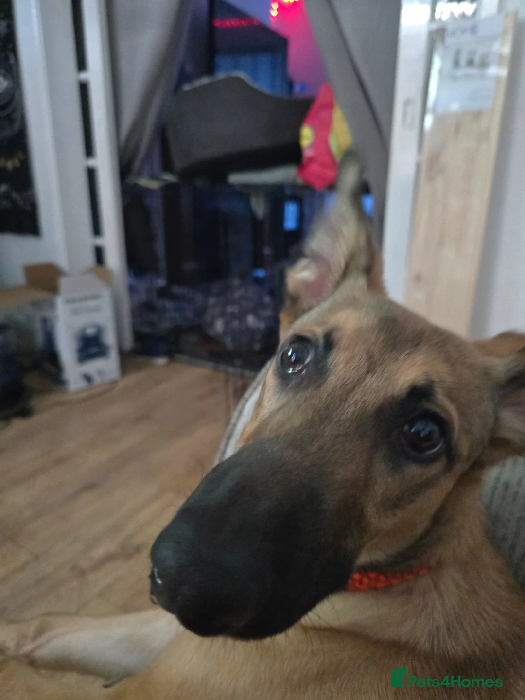 Mixed Breed dogs for sale: Odin - Male Malinois and lurcher/deer hound cross in Heanor - Advert 5