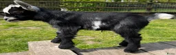 Goats livestock for sale: 2 x Pygmy wethers for sale  - Advert 4