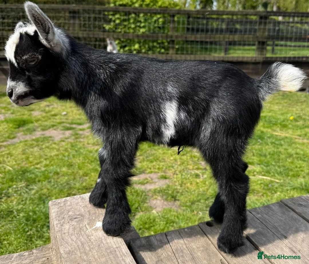 Goats livestock for sale: 2 x Pygmy wethers for sale  - Advert 4