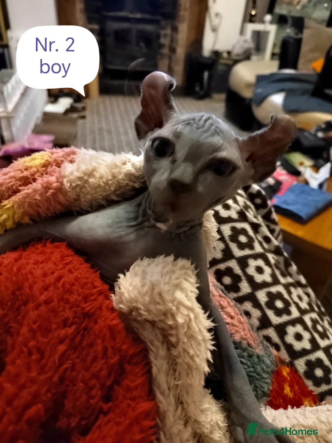 Sphynx cats for sale: Pair of Silver-Blue Elf Sphynx  - Advert 11