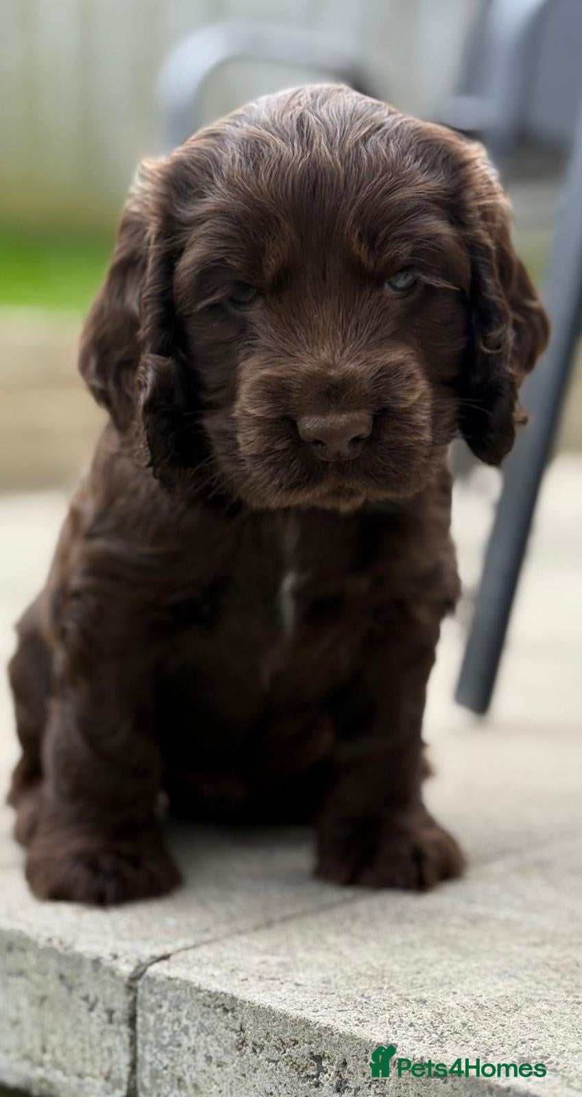 Cocker Spaniel dogs KC Registered Show-Type Cocker Spaniel Puppies - Advert 18