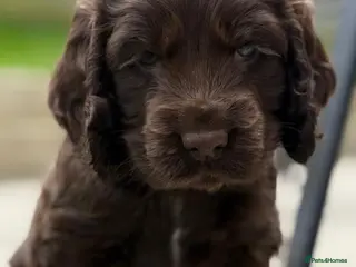 Cocker Spaniel dogs KC Registered Show-Type Cocker Spaniel Puppies - Advert 18