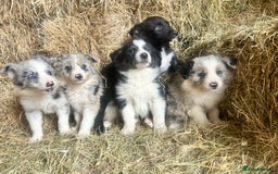 Border Collie dogs for sale: 5 beautiful border collie pups  - Image 1