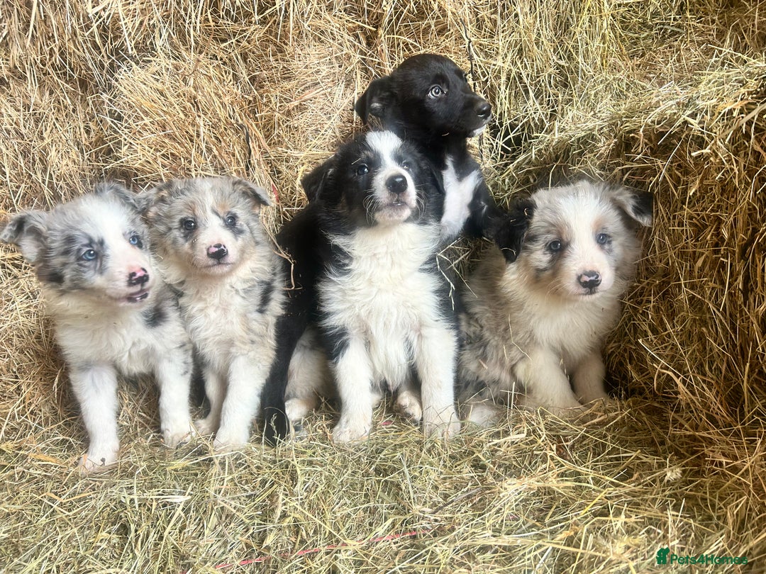 Border Collie dogs for sale: 5 beautiful border collie pups  - Image 1