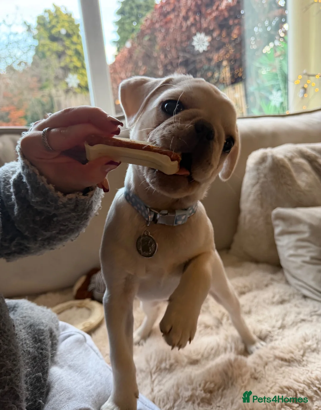 Pug dogs for sale: Beautiful 1 year old pug baby named Luna. in Bridgnorth - Advert 2