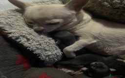 Chihuahua dogs for sale: Kc registered pedigree blue+white chihuahua pups - Image 3