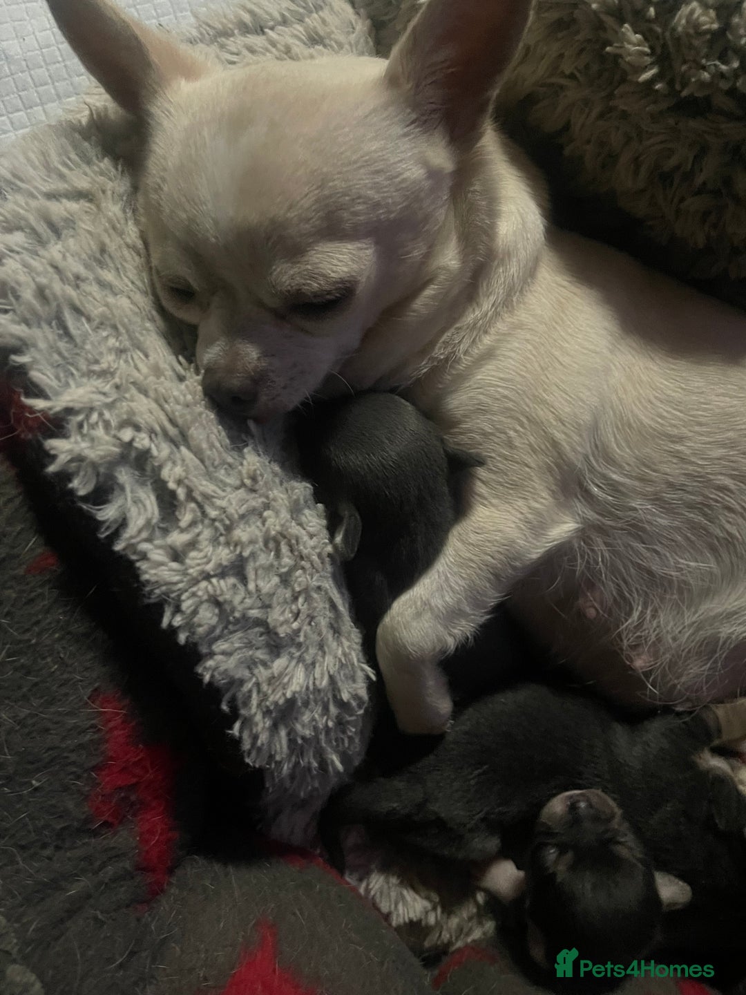 Chihuahua dogs for sale: Kc registered pedigree blue+white chihuahua pups - Image 3