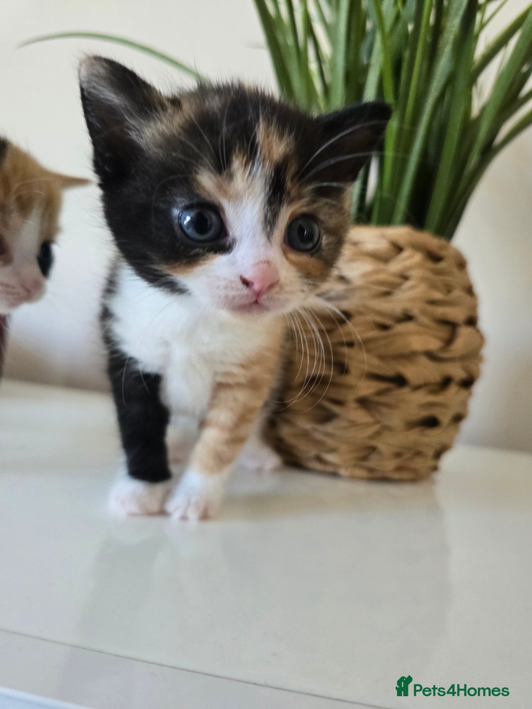 Mixed Breed cats for sale: 🌟2 mix breed/ British short haired females 🌟  - Image 5