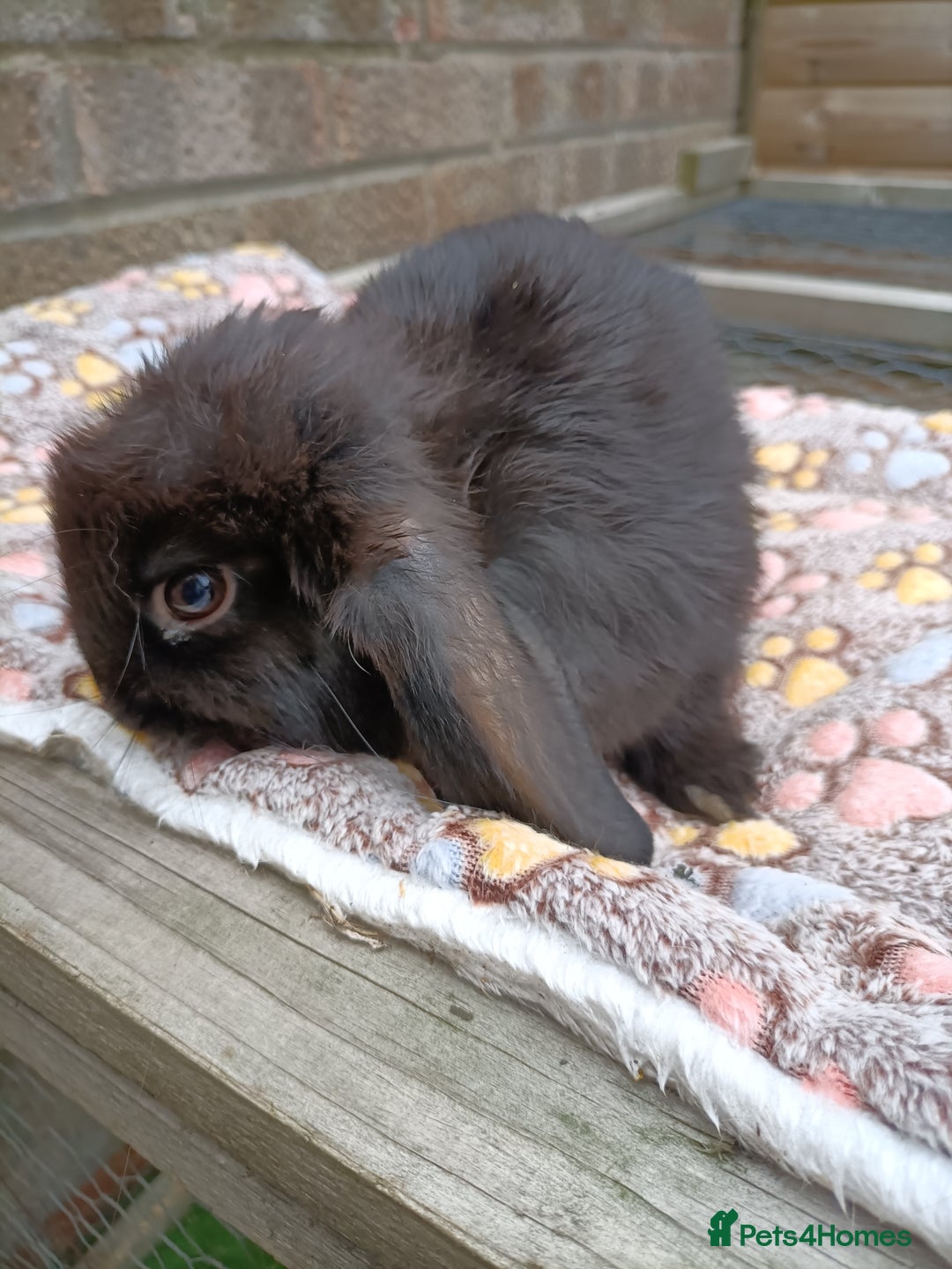 Mini Lop rabbits for sale: **Last one - Mini Lop Girl Bunny  - Image 4