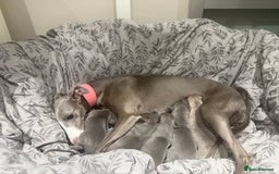 Whippet dogs for sale: Kc whippet puppies 0ne lovely blue boy available  - Image 9
