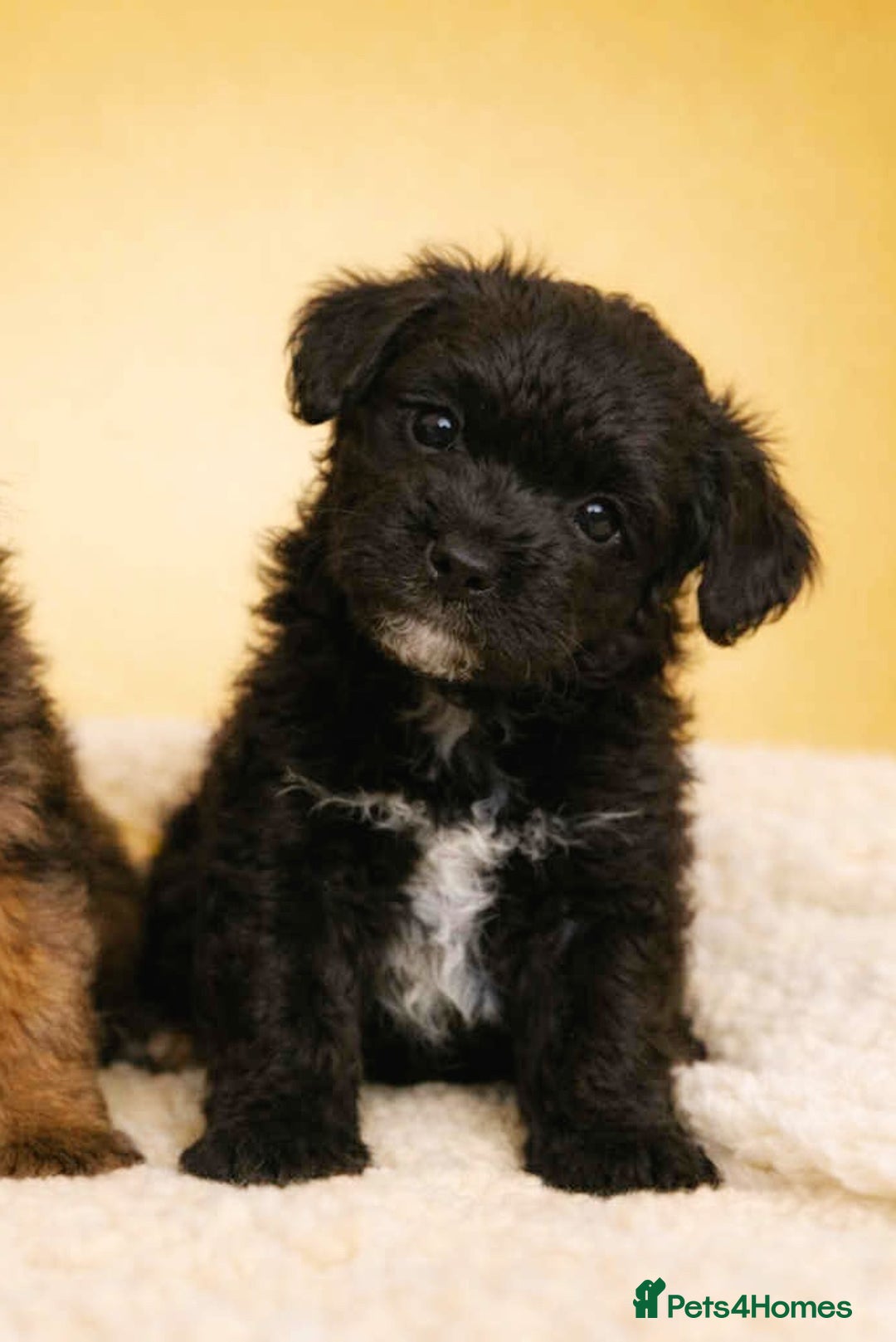 Border Terrier dogs for sale: Two Stunning Border Teddy Boys - Advert 7