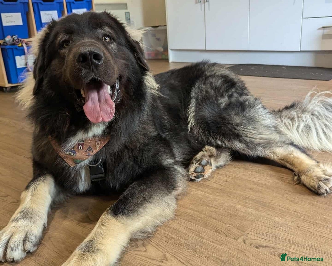 Caucasian Shepherd Dog dogs for adoption: Aslan in Cheltenham - Advert 1