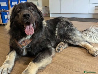Caucasian Shepherd Dog dogs in Cheltenham - Advert 2